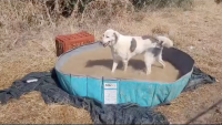 Bathing day