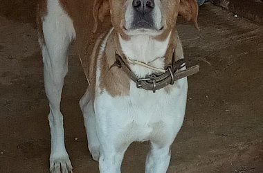 Apollo